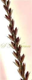    Raceme (a part) - Spikelets with 2 florets